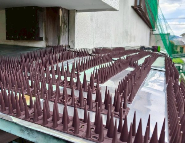 野良猫対策　剣山設置完了後